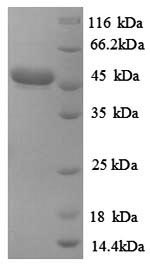 Greater than 90% as determined by SDS-PAGE.Recombinant Corynebacterium Efficiens Uncharacterized Protein Protein (GST)