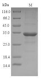 Greater than 90% as determined by SDS-PAGE.