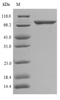 Greater than 85% as determined by SDS-PAGE.Recombinant Human Atp-Binding Cassette Sub-Family G Member 1 (ABCG1) Protein (His&Myc)