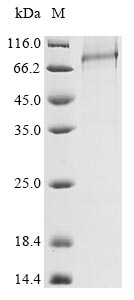 Greater than 85% as determined by SDS-PAGE.Recombinant Human Acrosin (ACR) Protein (His-Myc)