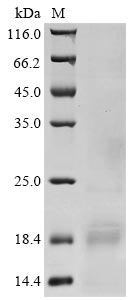 Greater than 90% as determined by SDS-PAGE.Recombinant Rabbit Acrosin (ACR) Protein (His)