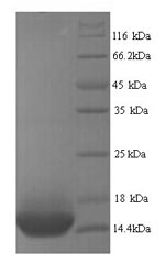 Greater than 90% as determined by SDS-PAGE.Recombinant Human Beta-1 Adrenergic Receptor (ADRB1) Protein (His)