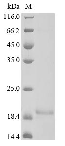 Greater than 85% as determined by SDS-PAGE.Recombinant Mouse Anterior Gradient Protein 2 Homolog (AGR2) Protein (His)