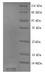 Greater than 90% as determined by SDS-PAGE.Recombinant Rat Type-2 Angiotensin Ii Receptor (AGTR2) Protein (His)