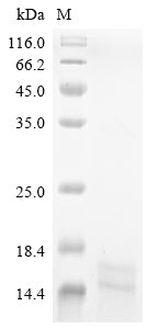 Greater than 90% as determined by SDS-PAGE.Recombinant Mouse Allograft Inflammatory Factor 1 (AIF1) Protein (His)