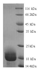 Greater than 90% as determined by SDS-PAGE.Recombinant Rat Allograft Inflammatory Factor 1 (AIF1) Protein (His)