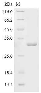 Greater than 85% as determined by SDS-PAGE.