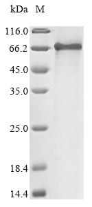 Greater than 85% as determined by SDS-PAGE.Recombinant Bovine Albumin (ALB) Protein (His-Myc)