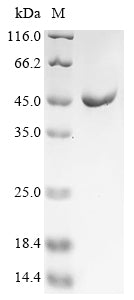 Greater than 90% as determined by SDS-PAGE.Recombinant Chicken Serum Albumin (ALB) Protein (His)