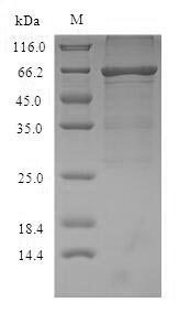 Greater than 90% as determined by SDS-PAGE.Recombinant Mouse Albumin (ALB) Protein (His)