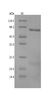 Greater than 90% as determined by SDS-PAGE.Recombinant Human Aldehyde Dehydrogenase Family 1 Member A3 (ALDH1A3) Protein (His)