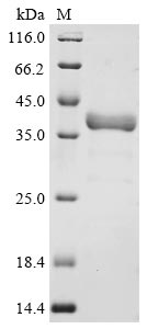 Greater than 90% as determined by SDS-PAGE.
