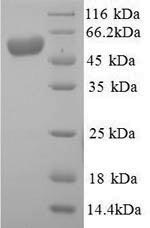 Greater than 90% as determined by SDS-PAGE.