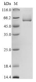 Greater than 85% as determined by SDS-PAGE.