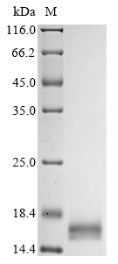 Greater than 90% as determined by SDS-PAGE.Recombinant Mouse Angiogenin (ANG) Protein (His)