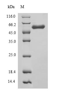 Greater than 90% as determined by SDS-PAGE.
