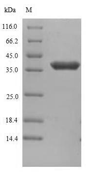 Greater than 90% as determined by SDS-PAGE.Recombinant Human Anthrax Toxin Receptor 1 (ANTXR1) Protein (His/Tag-Free)