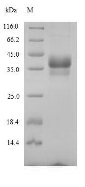 Greater than 90% as determined by SDS-PAGE.Recombinant Mouse Anthrax Toxin Receptor 1 (ANTXR1) Protein (His)