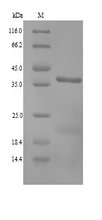Greater than 90% as determined by SDS-PAGE.Recombinant Dog Annexin A13 (ANXA13) Protein (His)