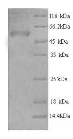 Greater than 90% as determined by SDS-PAGE.Recombinant Human Ap-2 Complex Subunit Mu (AP2M1) Protein (His)
