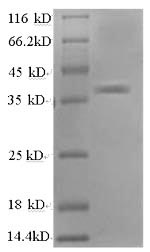 Greater than 90% as determined by SDS-PAGE.