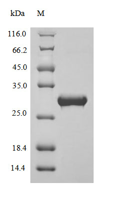 Greater than 90% as determined by SDS-PAGE.Recombinant Bovine Apolipoprotein A-I (APOA1) Protein (His)