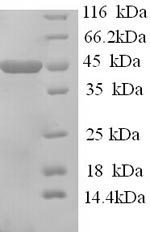 Greater than 90% as determined by SDS-PAGE.Recombinant Mouse Apolipoprotein A-Iv (APOA4) Protein (His)