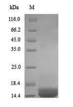 Greater than 90% as determined by SDS-PAGE.Recombinant Human Apolipoprotein B-100 (APOB) Protein (His)