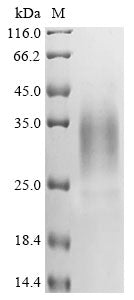 Greater than 90% as determined by SDS-PAGE.