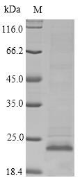 Greater than 85% as determined by SDS-PAGE.Recombinant Cynomolgus Monkey Apolipoprotein C-Iii (APOC3) Protein (His-SUMOSTAR)