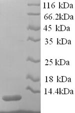 Greater than 90% as determined by SDS-PAGE.Recombinant Rat Apolipoprotein C-Iii (APOC3) Protein (His)