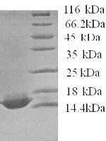 Greater than 90% as determined by SDS-PAGE.Recombinant Human Apolipoprotein C-Iv (APOC4) Protein (His)