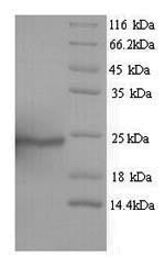 Greater than 90% as determined by SDS-PAGE.Recombinant Human Aquaporin-4 (AQP4) Protein (His)