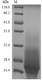 Greater than 90% as determined by SDS-PAGE.Recombinant Mouse Aquaporin-4 (AQP4) Protein (Myc&His)