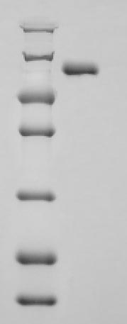 Greater than 90% as determined by SDS-PAGE.Recombinant Human Aryl Hydrocarbon Receptor Nuclear Translocator (ARNT) Protein (His)