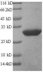 Greater than 90% as determined by SDS-PAGE.Recombinant Human GPI-linked NAD (ART1) Protein (His)