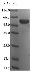 Greater than 90% as determined by SDS-PAGE.