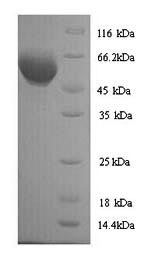 Greater than 90% as determined by SDS-PAGE.Recombinant Mouse Atp Synthase Subunit Beta, Mitochondrial (ATP5B) Protein (His)