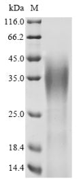 Greater than 90% as determined by SDS-PAGE.Recombinant Human Ataxin-7 (ATXN7) Protein (His-Myc)