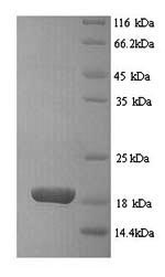 Greater than 90% as determined by SDS-PAGE.Recombinant Rat Basic Leucine Zipper Transcriptional Factor Atf-Like 3 (BATF3) Protein (His)