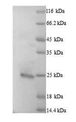 Greater than 90% as determined by SDS-PAGE.Recombinant Human Bcl-2-Like Protein 11 (BCL2L11) Protein (His)