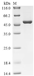 Greater than 90% as determined by SDS-PAGE.Recombinant Mouse Bleomycin Hydrolase (BLMH) Protein (His)