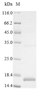 Greater than 85% as determined by SDS-PAGE.Recombinant Human Bone Morphogenetic Protein 3 (BMP3) Protein (His&Myc)