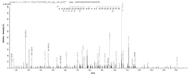 Based on the SEQUEST from database of Yeast host and target protein, the LC-MS/MS Analysis result of this product could indicate that this peptide derived from Yeast-expressed Homo sapiens (Human) BNIP3L.