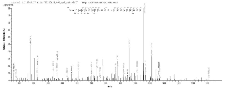 Based on the SEQUEST from database of Yeast host and target protein, the LC-MS/MS Analysis result of this product could indicate that this peptide derived from Yeast-expressed Homo sapiens (Human) BNIP3L.