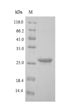 Greater than 90% as determined by SDS-PAGE.