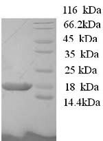 Greater than 90% as determined by SDS-PAGE.Recombinant Human Bola-Like Protein 1 (BOLA1) Protein (His)