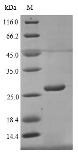 Greater than 90% as determined by SDS-PAGE.Recombinant Human Butyrophilin Subfamily 3 Member A1 (BTN3A1) Protein (His)