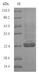 Greater than 90% as determined by SDS-PAGE.Recombinant Human Butyrophilin Subfamily 3 Member A2 (BTN3A2) Protein (His)