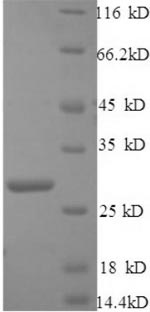 Greater than 90% as determined by SDS-PAGE.Recombinant Mouse C1Q-Related Factor (C1QL1) Protein (His)